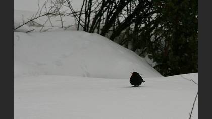 Karatavuk