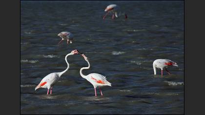 Flamingo