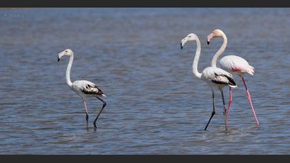 Flamingo
