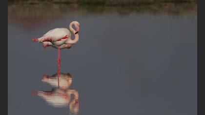 Flamingo
