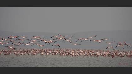 Flamingo