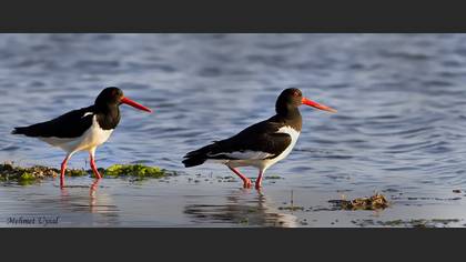 Poyrazkuşu