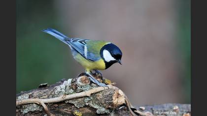 Büyük baştankara