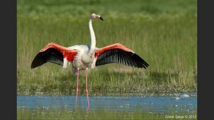 Flamingo