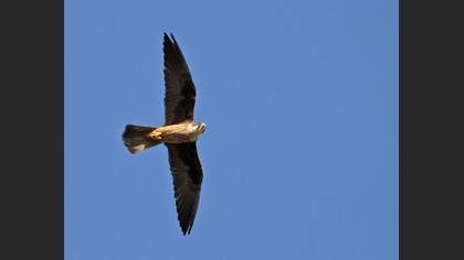 Ada doğanı
