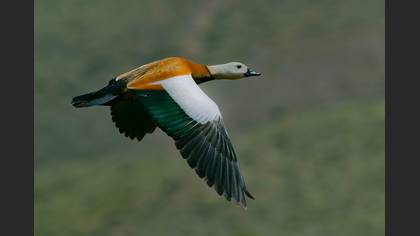 Angıt