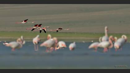 Flamingo