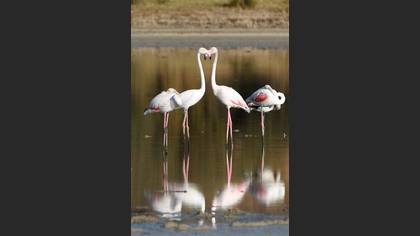 Flamingo