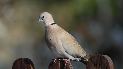 Kumru » Eurasian Collared Dove » Streptopelia decaocto