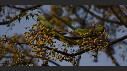 Yeşil papağan