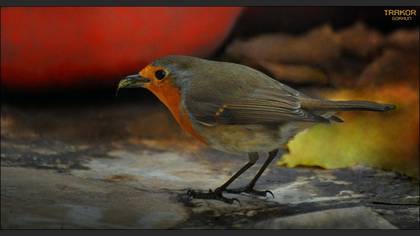 Kızılgerdan