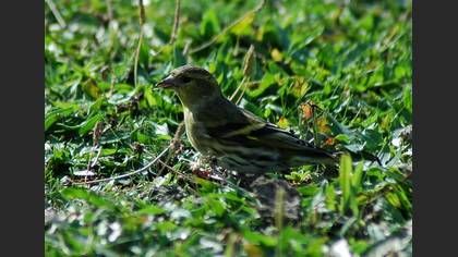 Karabaşlı iskete