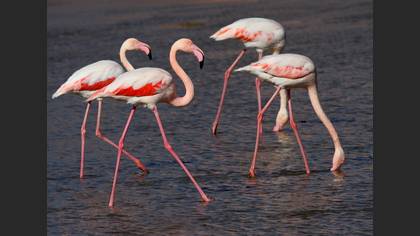 Flamingo