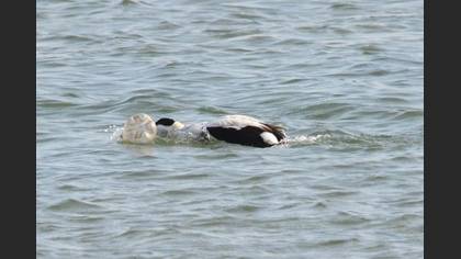 Pufla