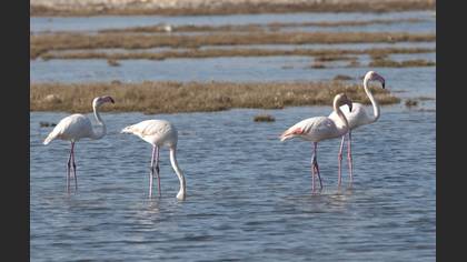 Flamingo