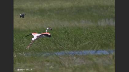 Flamingo