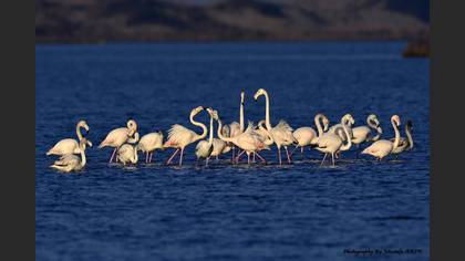 Flamingo