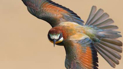Arıkuşu » European Bee-eater » Merops apiaster
