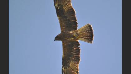 Küçük kartal
