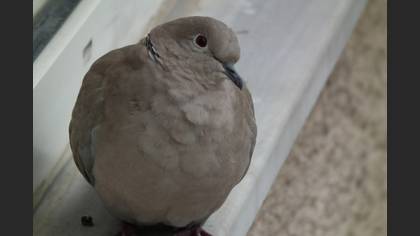 Kumru