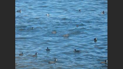 Sakarmeke