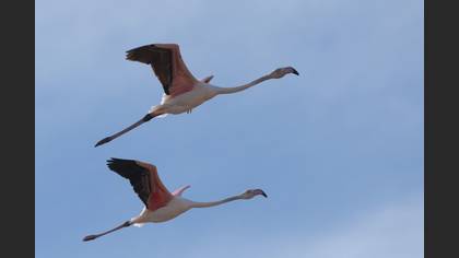 Flamingo