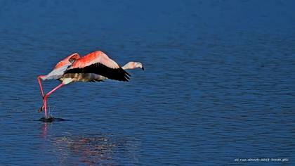 Flamingo