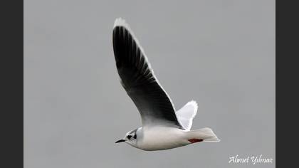 Küçük martı