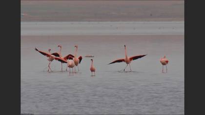 Küçük flamingo