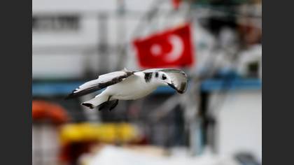 Karaayaklı martı