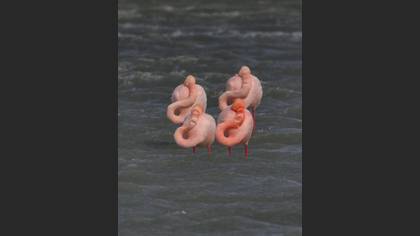 Flamingo