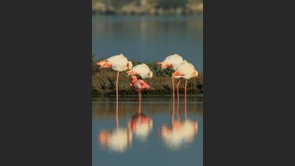 Küçük flamingo