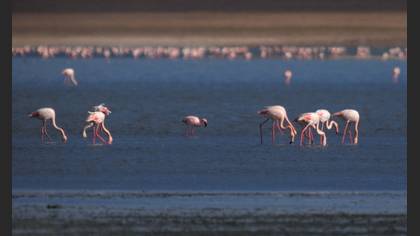 Küçük flamingo