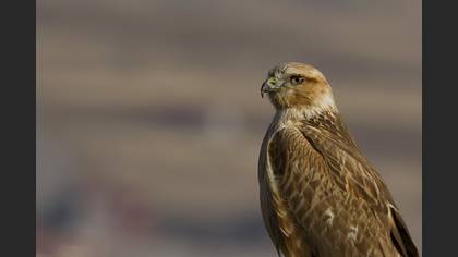 Kızıl şahin