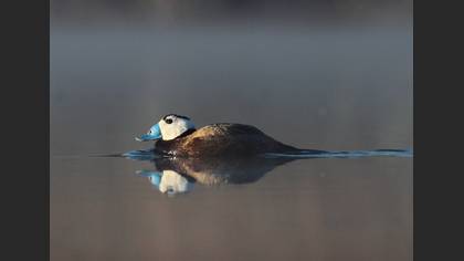 Dikkuyruk
