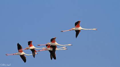 Flamingo