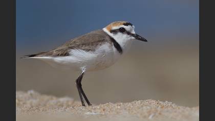 Akça cılıbıt