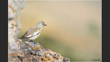 Kar serçesi