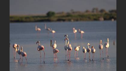 Flamingo