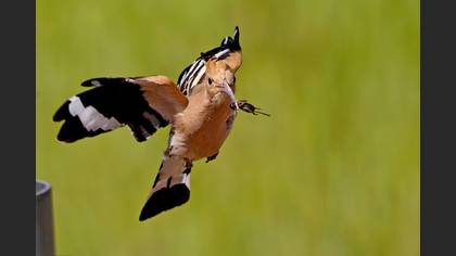 İbibik
