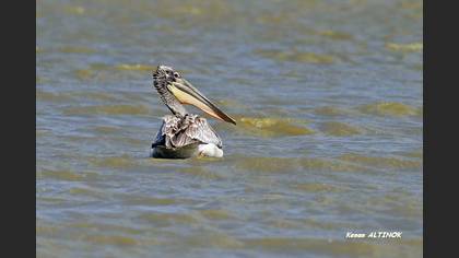 Tepeli pelikan