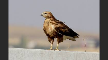 Kızıl şahin