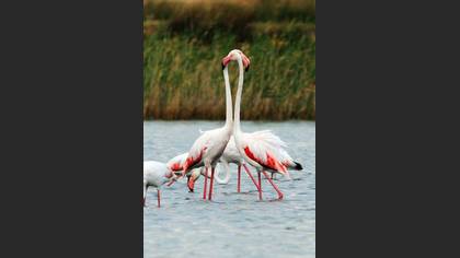 Flamingo