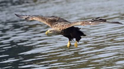 Akkuyruklu kartal » White-tailed Eagle » Haliaeetus albicilla