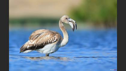 Flamingo
