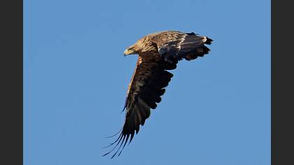 Şah kartal