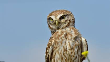 Kukumav » Little Owl » Athene noctua