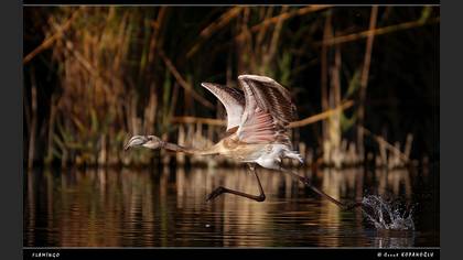 Flamingo
