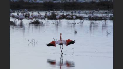 Flamingo