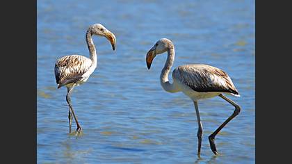Flamingo